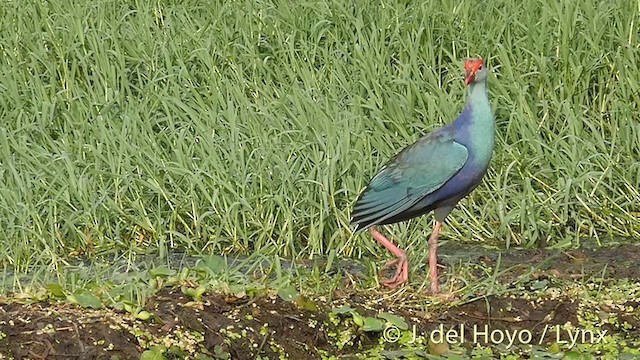 Gray-headed Swamphen - ML201426381