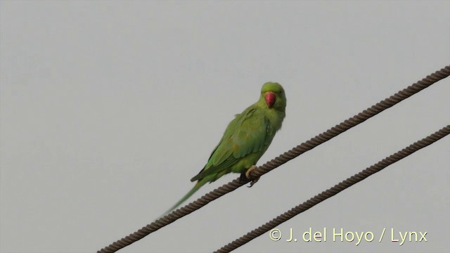 紅領綠鸚鵡 - ML201426401