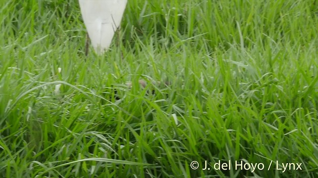 Bank Myna - ML201426411