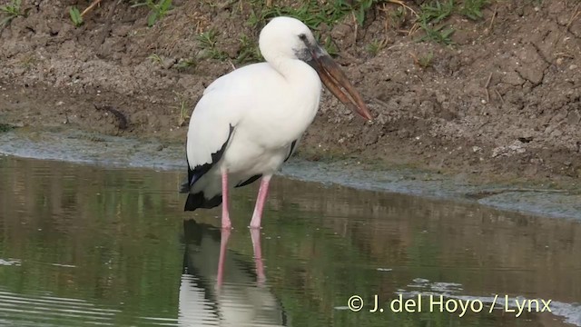 Picotenaza Asiático - ML201426431