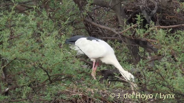 Asian Openbill - ML201426441