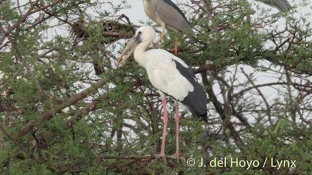 Asian Openbill - ML201426451