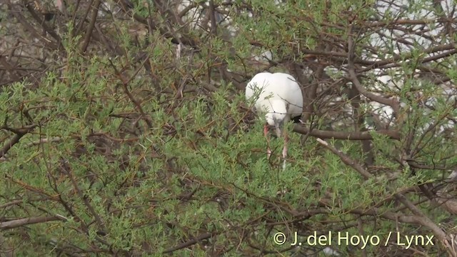 Asian Openbill - ML201426461