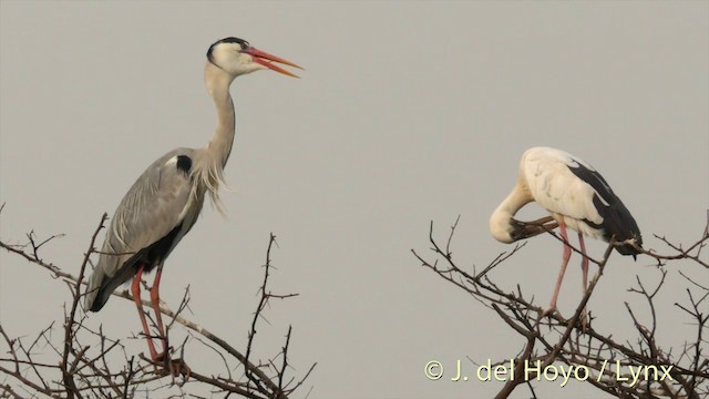 Asian Openbill - ML201426471