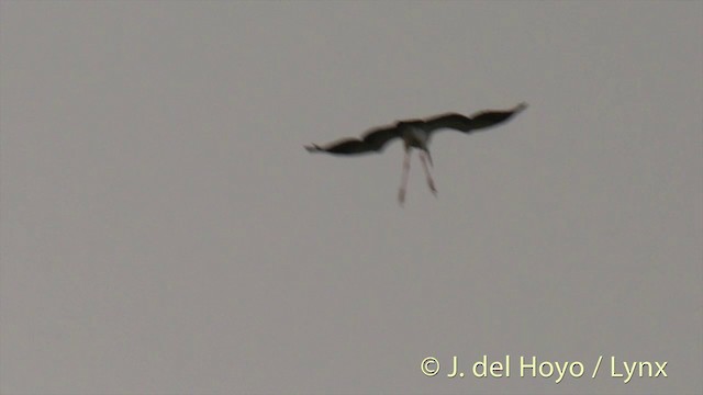 Asian Openbill - ML201426481