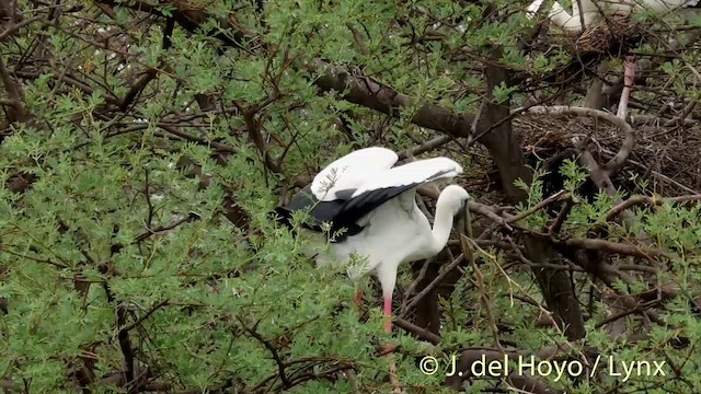 Asian Openbill - ML201426491