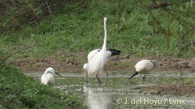 Asian Openbill - ML201426501