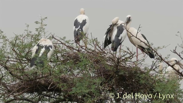 Asian Openbill - ML201426511