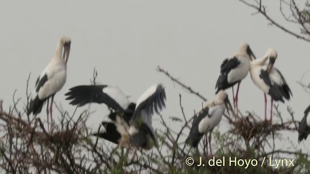 Asian Openbill - ML201426521