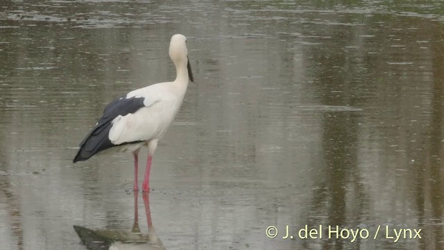 Asian Openbill - ML201426531