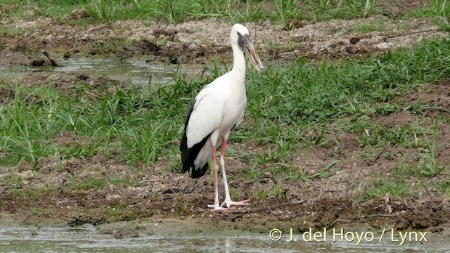 Asian Openbill - ML201426541