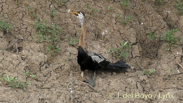 Oriental Darter - ML201426551