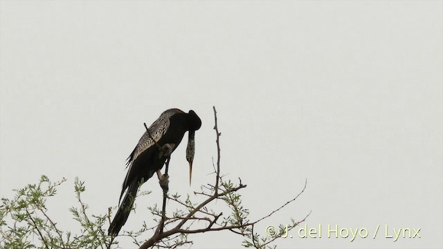 Anhinga Asiática - ML201426561