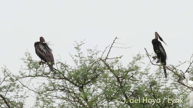 Anhinga Asiática - ML201426571