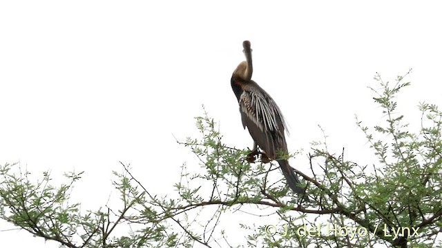 Anhinga Asiática - ML201426581