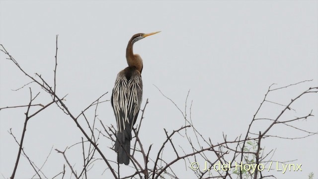 Oriental Darter - ML201426591