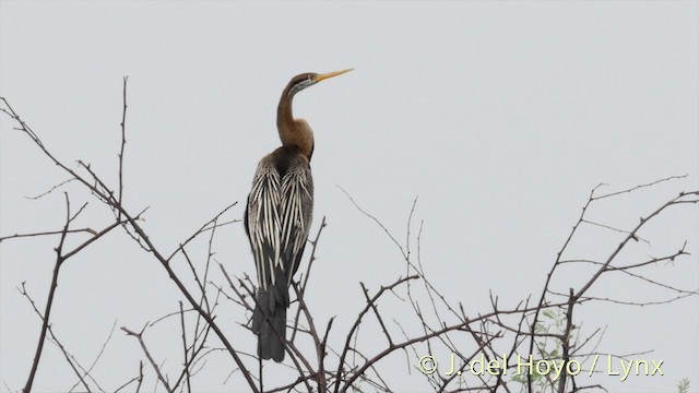 Anhinga Asiática - ML201426591