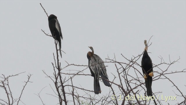 Anhinga Asiática - ML201426601