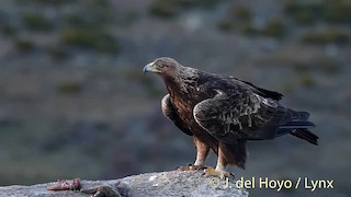  - Golden Eagle
