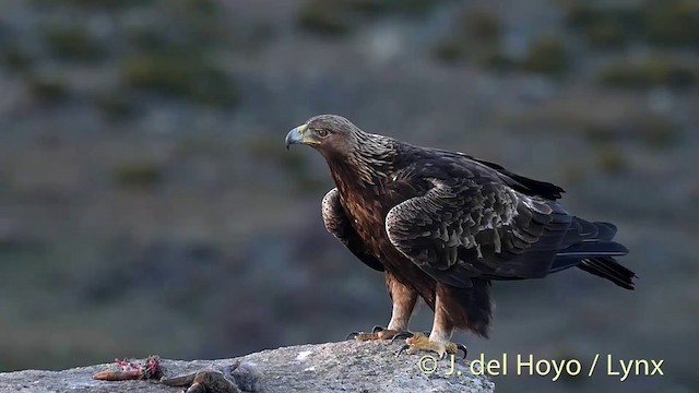 Golden Eagle - ML201426771