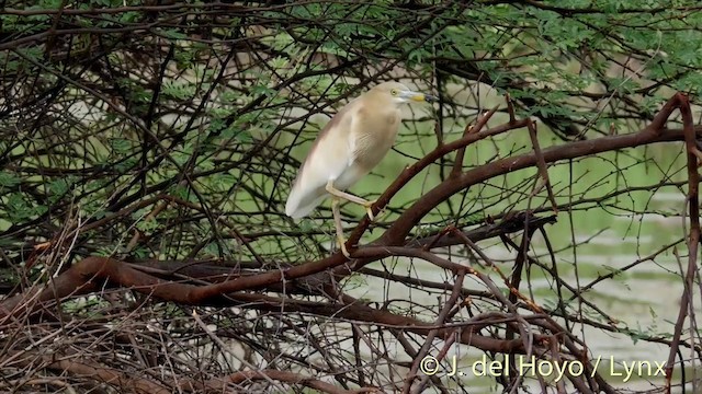 Indian Pond-Heron - ML201426791