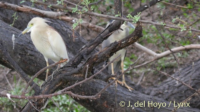 Indian Pond-Heron - ML201426801