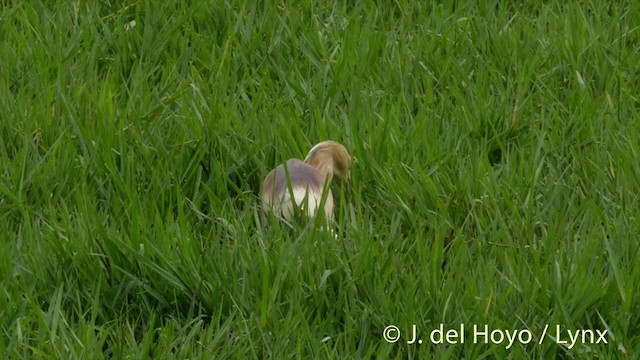 Indian Pond-Heron - ML201426811