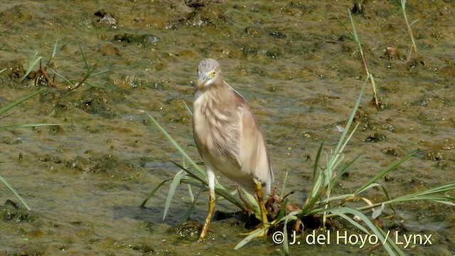 Indian Pond-Heron - ML201426821