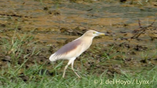 Indian Pond-Heron - ML201426831