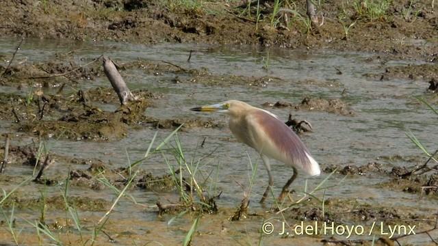 Indian Pond-Heron - ML201426841