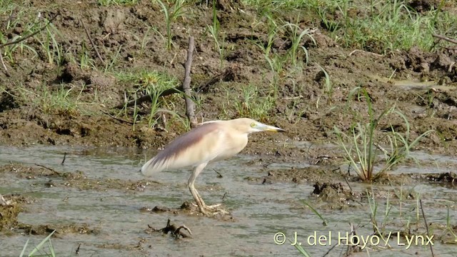 Indian Pond-Heron - ML201426851