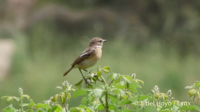 Schwarzkehlchen - ML201426871