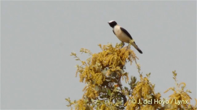 Western Black-eared Wheatear - ML201426891