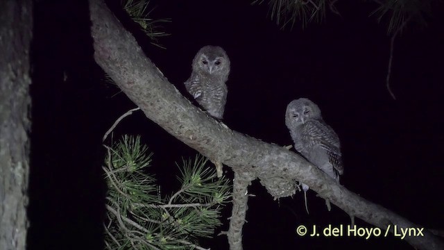 Tawny Owl - ML201427011