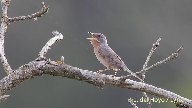 Curruca Carrasqueña Occidental - ML201427021