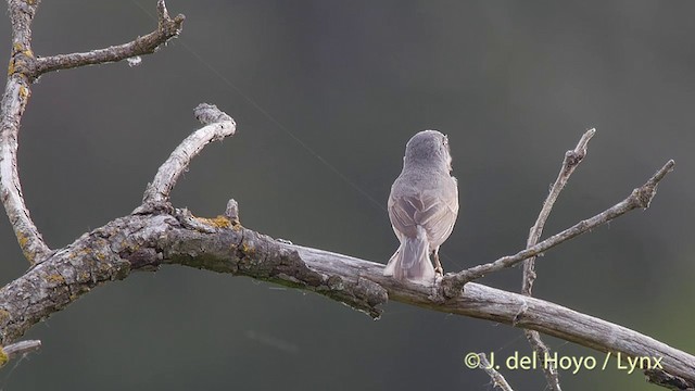 Western Subalpine Warbler - ML201427031