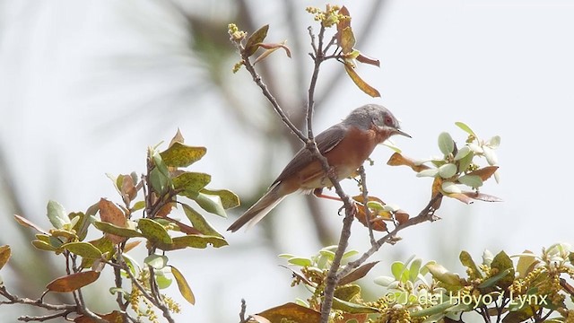 Western Subalpine Warbler - ML201427041