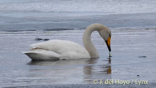 Cygne chanteur - ML201427091