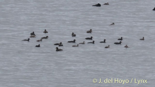 Common Scoter - ML201427131