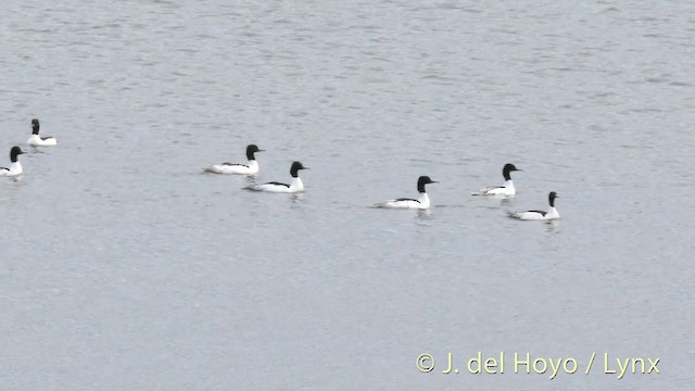 morčák velký (ssp. merganser/orientalis) - ML201427141