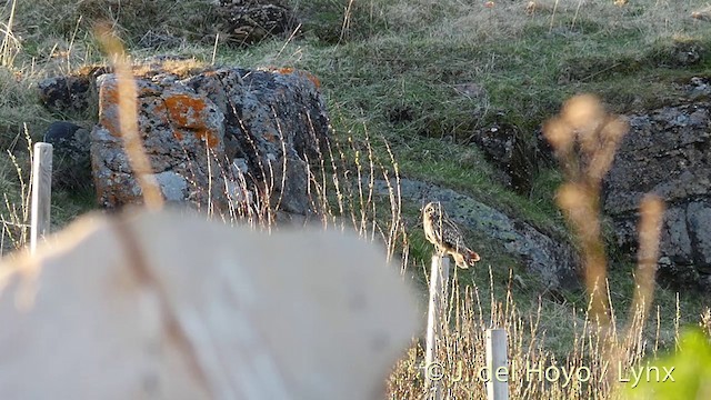 Short-eared Owl (Northern) - ML201427181