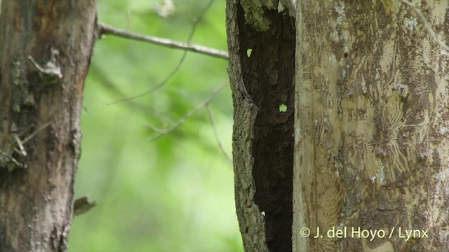 Short-toed Treecreeper - ML201427201