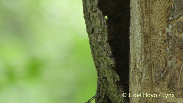 Short-toed Treecreeper - ML201427211