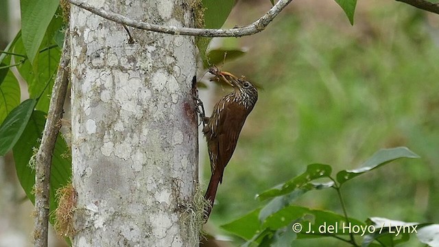 Montane Woodcreeper - ML201427271