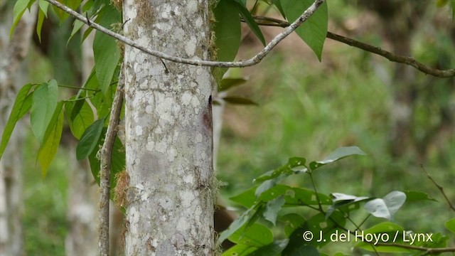 Montane Woodcreeper - ML201427281