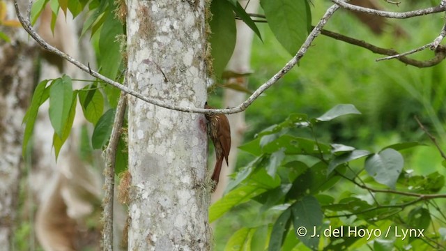 Montane Woodcreeper - ML201427291