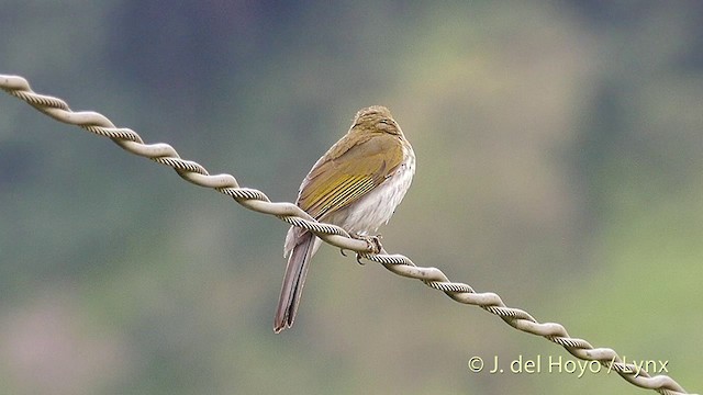 Çizgili Saltator - ML201427301