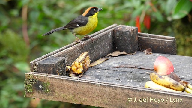 Yellow-breasted Brushfinch (Yellow-breasted) - ML201427341