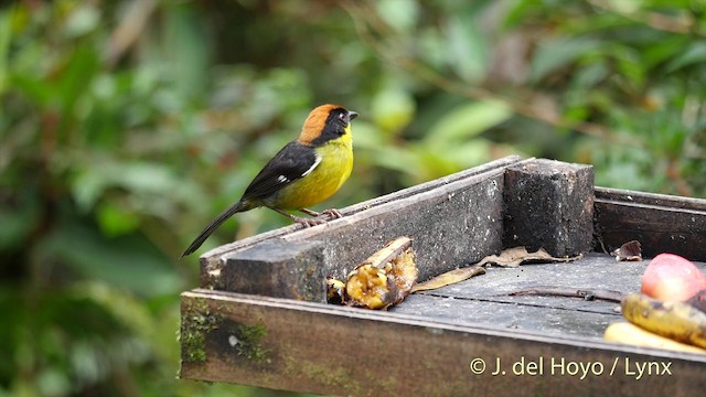 Yellow-breasted Brushfinch (Yellow-breasted) - ML201427351