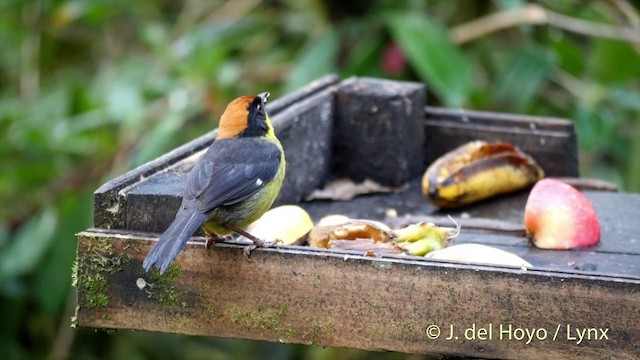 Yellow-breasted Brushfinch (Yellow-breasted) - ML201427361